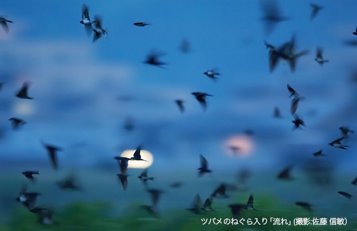 ツバメのねぐら入り「流れ」