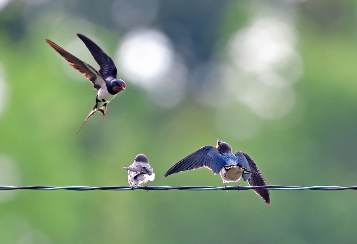 日本野鳥の会 ツバメをまもろう