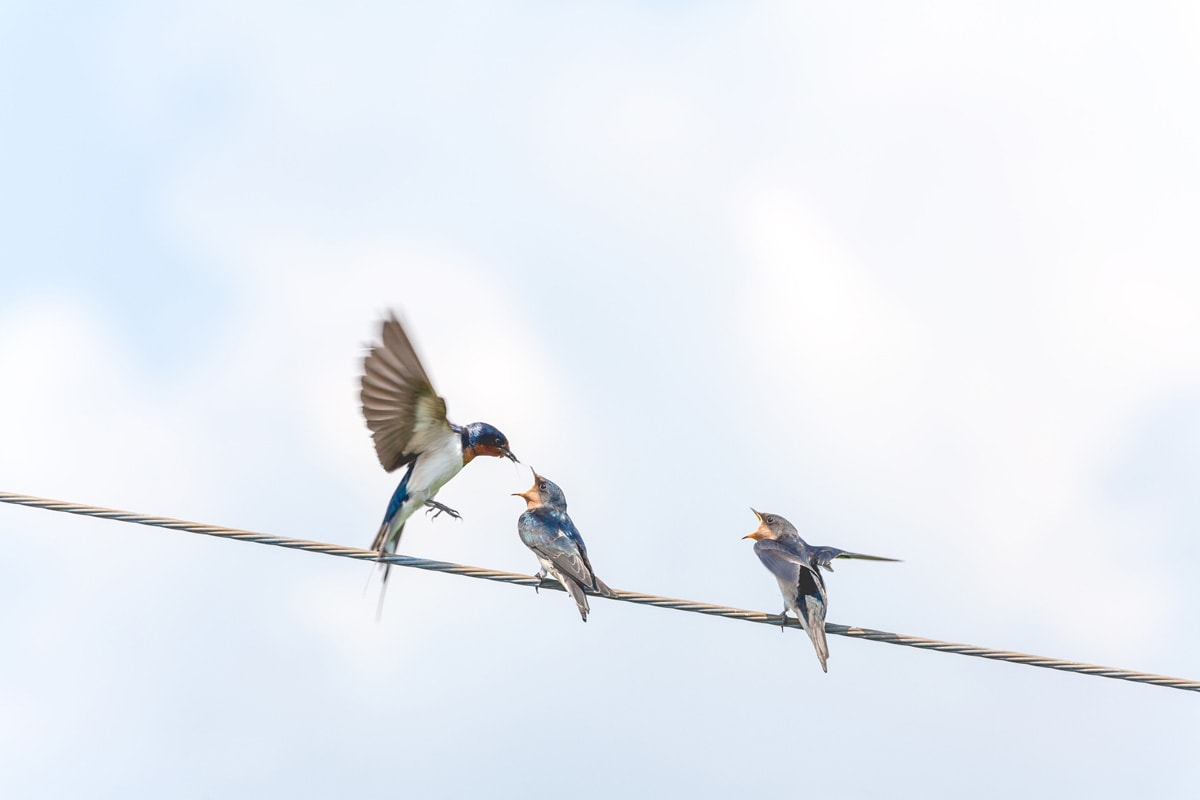 日本野鳥の会 ツバメを観察してみよう