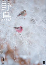 『野鳥』誌バックナンバー