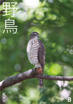 『野鳥』誌バックナンバー