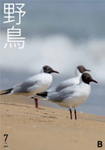 『野鳥』誌バックナンバー