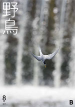 『野鳥』誌バックナンバー