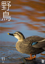 『野鳥』誌バックナンバー