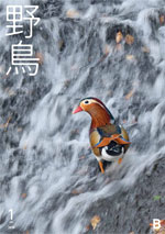 2018年1月号 野鳥誌