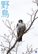 2018年2月号 野鳥誌