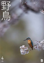 2018年4月号 野鳥誌