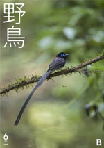 2018年6月号 野鳥誌