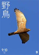 2018年9月号 野鳥誌