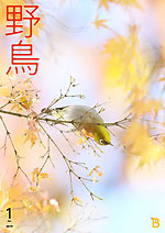 2019年1月号 野鳥誌