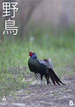 2019年4月号 野鳥誌