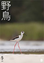 2019年5月号 野鳥誌