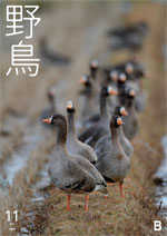 2019年11月号 野鳥誌