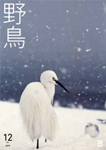 2019年12月号 野鳥誌