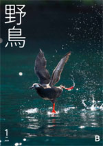 2020年1月号 野鳥誌