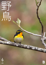2019年4月号 野鳥誌