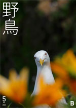 2019年5月号 野鳥誌