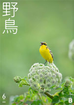 2020年6月号 野鳥誌