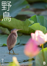 2020年7月号 野鳥誌