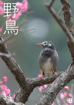 2021年3・4月号 野鳥誌