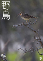 2021年5・6月号 野鳥誌