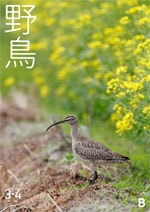 2023年3・4月号 野鳥誌