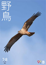 2024年7・8月号野鳥誌