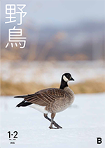 2026年1・2月号野鳥誌