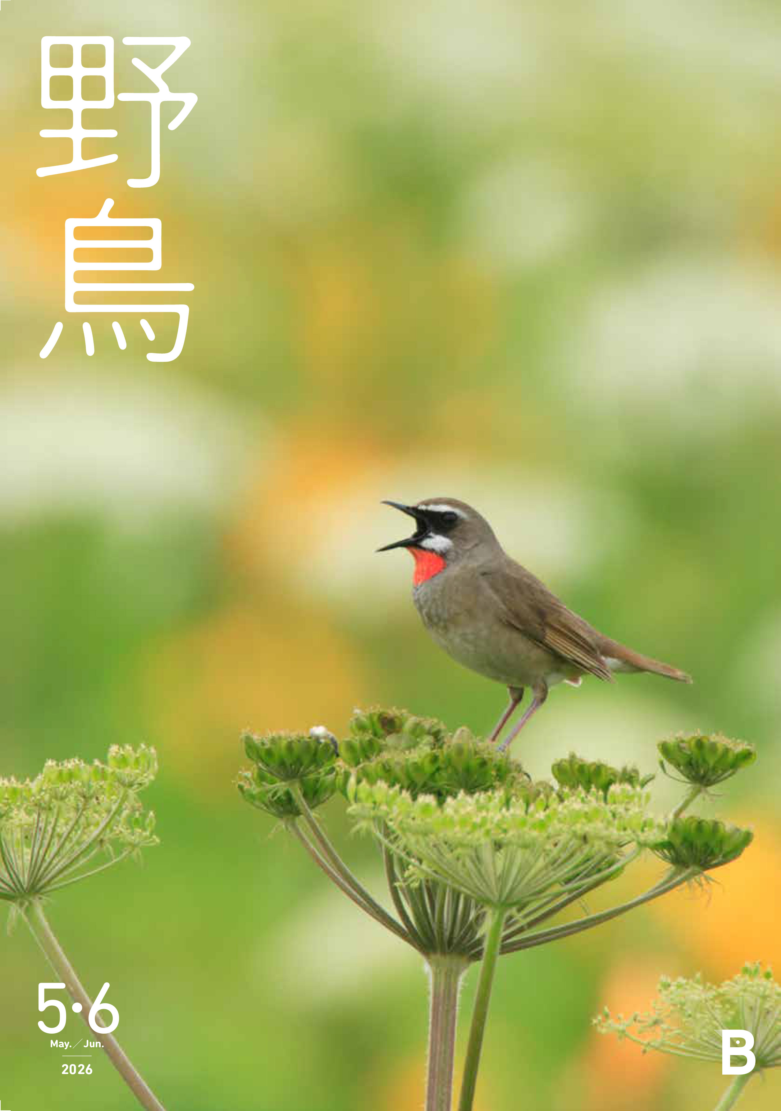 2026年5・6月号野鳥誌