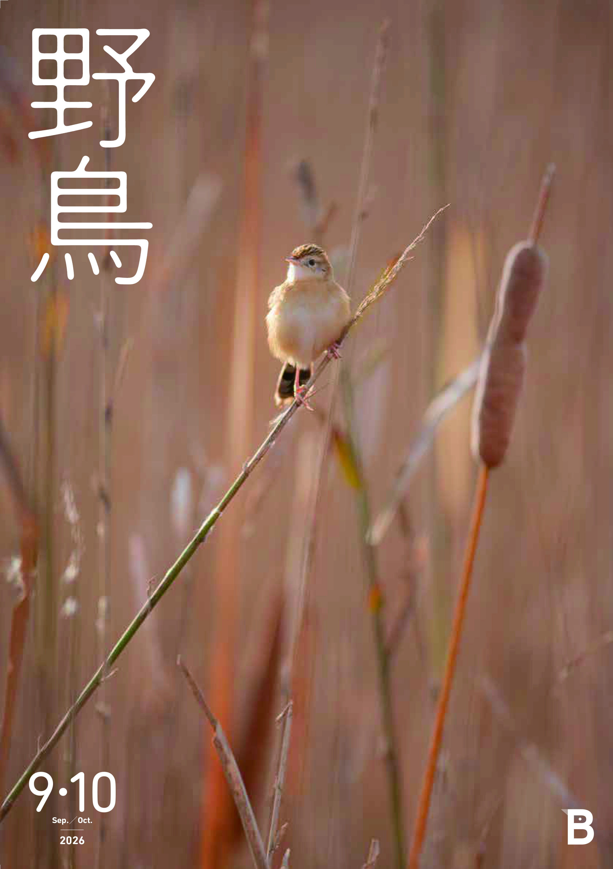 2026年9・10月号野鳥誌