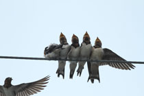 応募作品