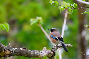 応募作品カケス05