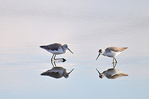 応募作品コアオアシシギ07