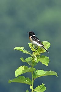 応募作品ノビタキ09