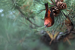 応募作品イスカ11