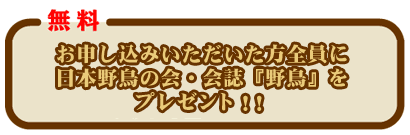 無料！お試し入会キャンペーン もれなく会誌『野鳥』誌をプレゼント!!