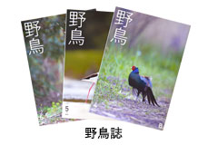 『野鳥』誌の表紙写真