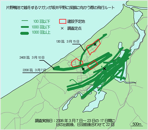 調査地とマガンの飛行ルート