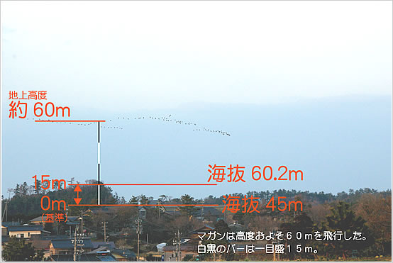 建設予定地上空を飛ぶマガンの群れ