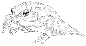 カエルイラスト