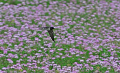 Barn swallow (Photo by Yuzo Nakagawa )