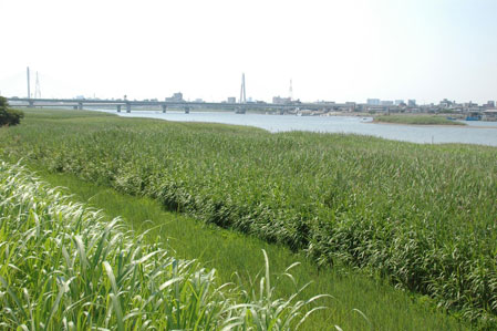 多摩川河口干潟の環境写真_②