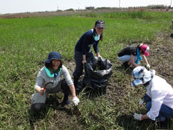 Wetland conservation work