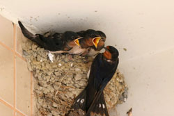 Barn swallow (Photo by David Wu)
