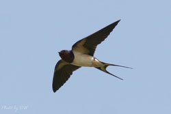 Barn swallow (Photo by David Wu)