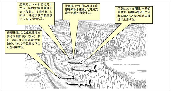 生活史及び生息環境の図