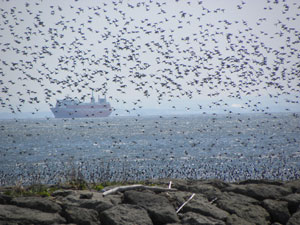 ラムサール条約登録の1％基準を満たすスズガモの群れ（日本野鳥の会東京提供・鈴木弘行撮影）