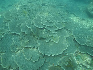 富賀浜のテーブルサンゴ状サンゴ群集