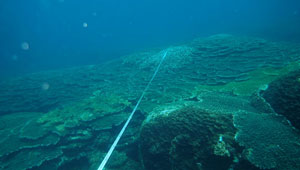富賀浜のテーブル状サンゴ群集と調査ライン
