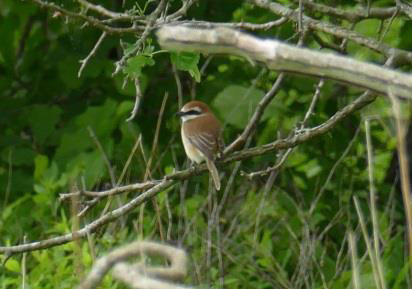 アカモズ（ウトナイ湖サンクチュアリ）